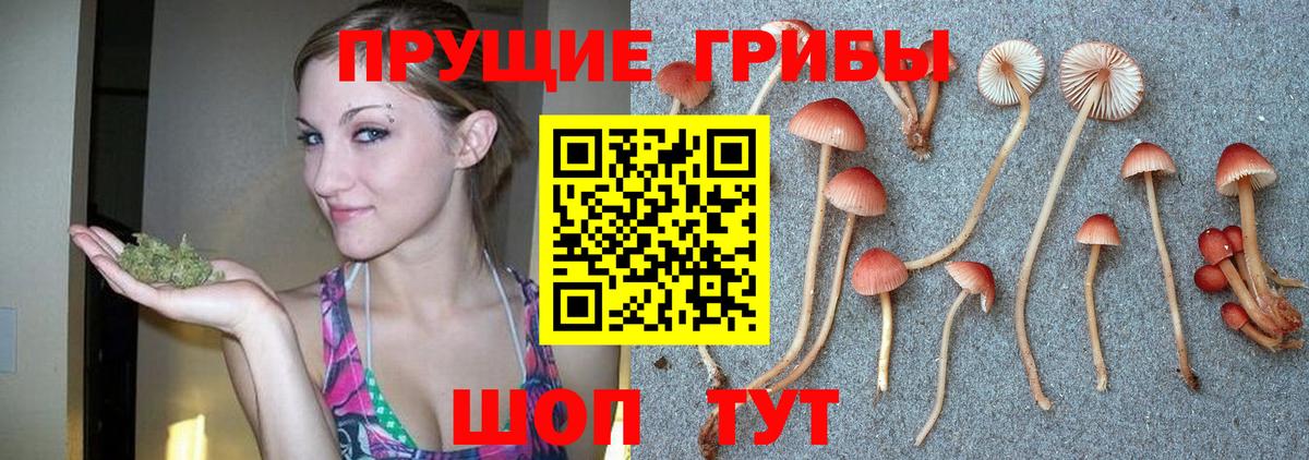 Псилоцибиновые грибы Cubensis Липецк